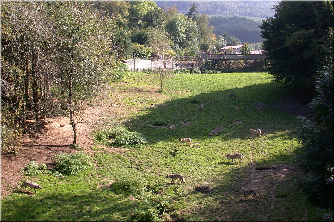au loup.jpg