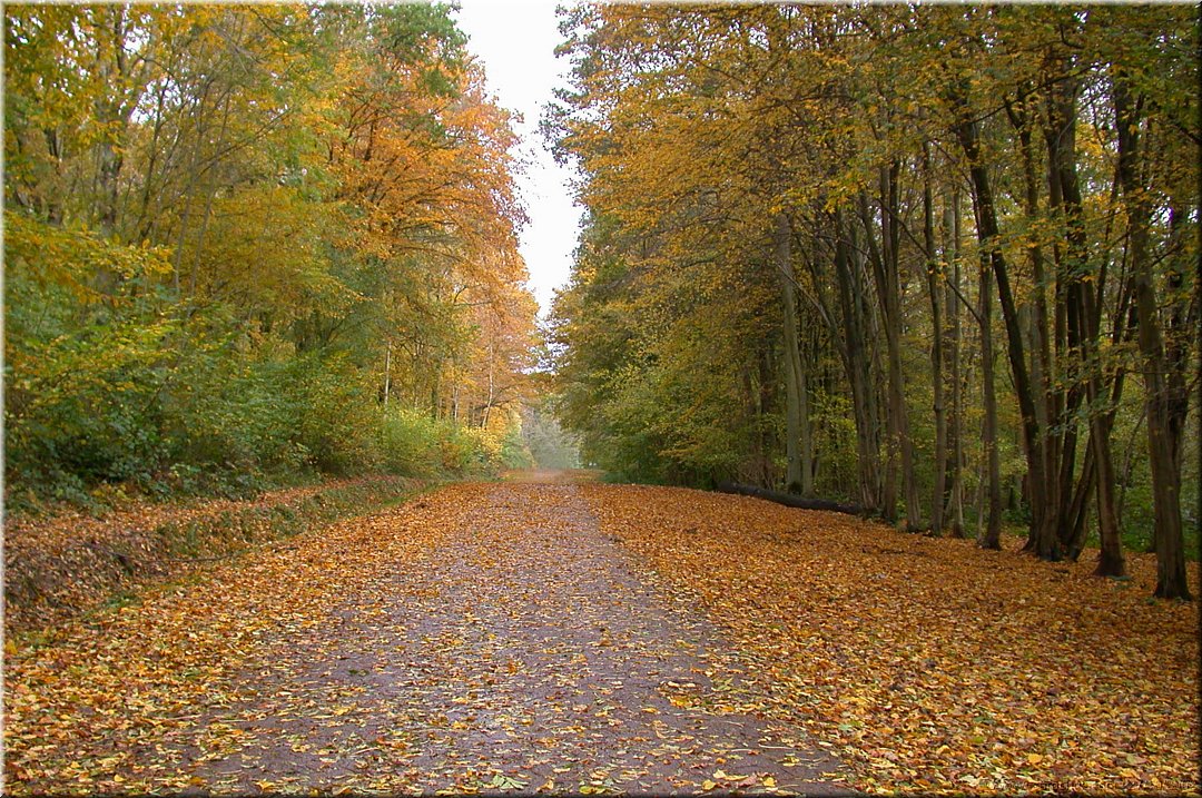 il pleut des feuilles.jpg