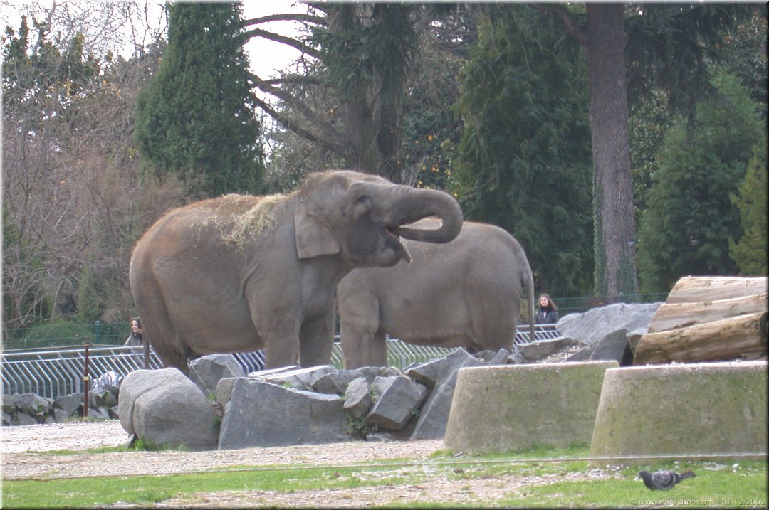 un elephant qui trompe enormement.jpg