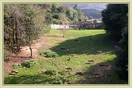 au loup