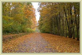 il pleut des feuilles