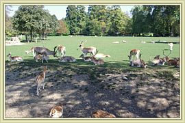 meute de bambis