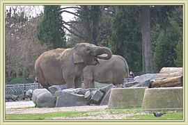 un elephant qui trompe enormement