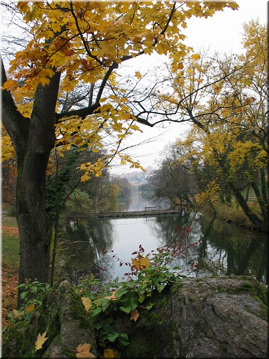 automne dans le parc.jpg