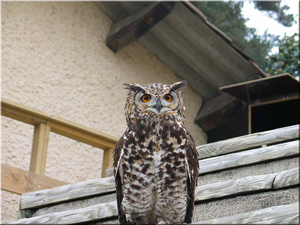 chouette un hibou.jpg