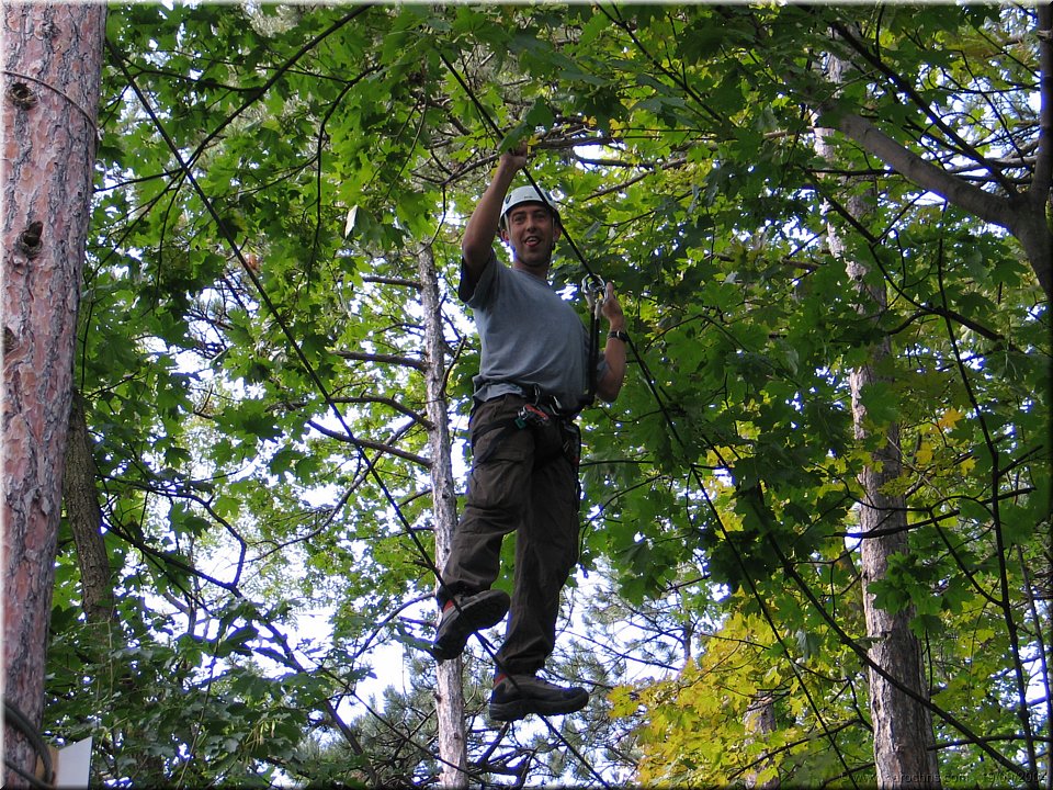 dans les arbres.jpg