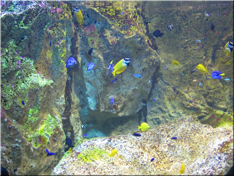 le petit monde de nemo.jpg