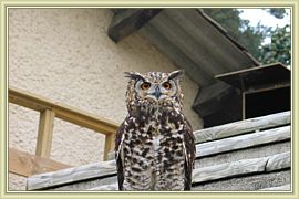 chouette un hibou