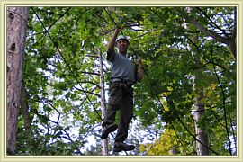 dans les arbres