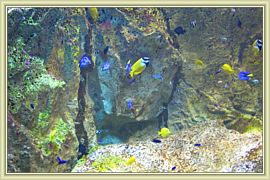 le petit monde de nemo
