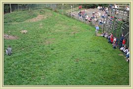 mange avec les loups