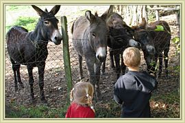 petits anes