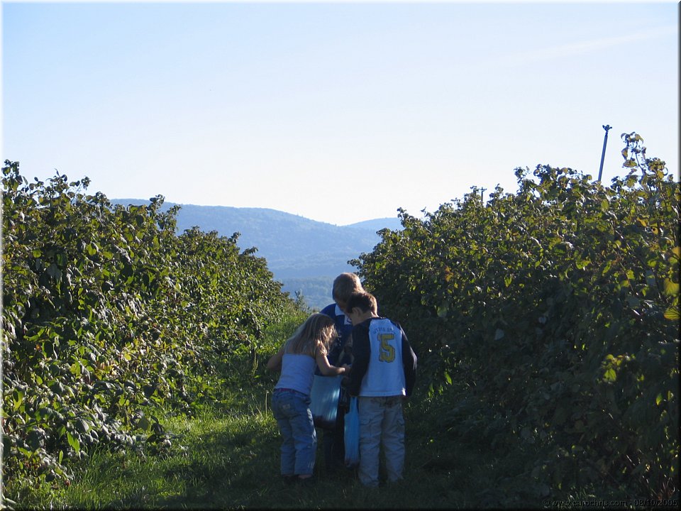 les dernieres framboises.jpg