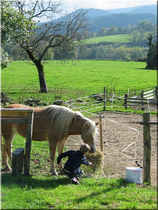 nymphea le grand poney.jpg