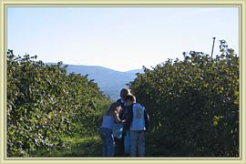 les dernieres framboises