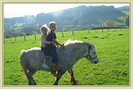 lucky le petit poney