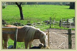 nymphea le grand poney