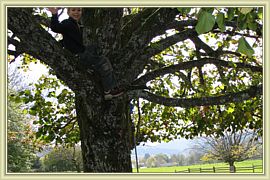 tarzan boy