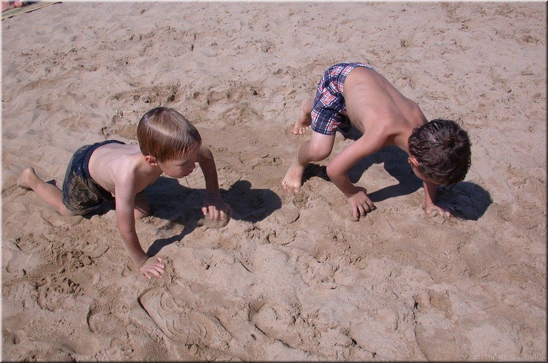 triceratops sur les plages du sud.jpg