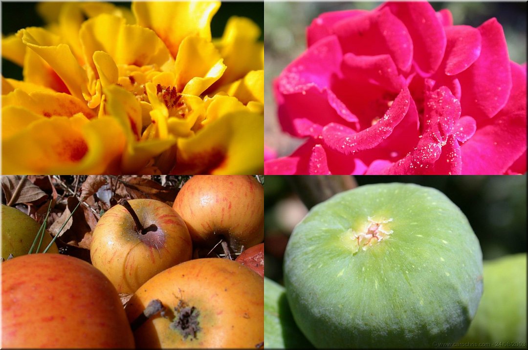echantillons du jardin.jpg