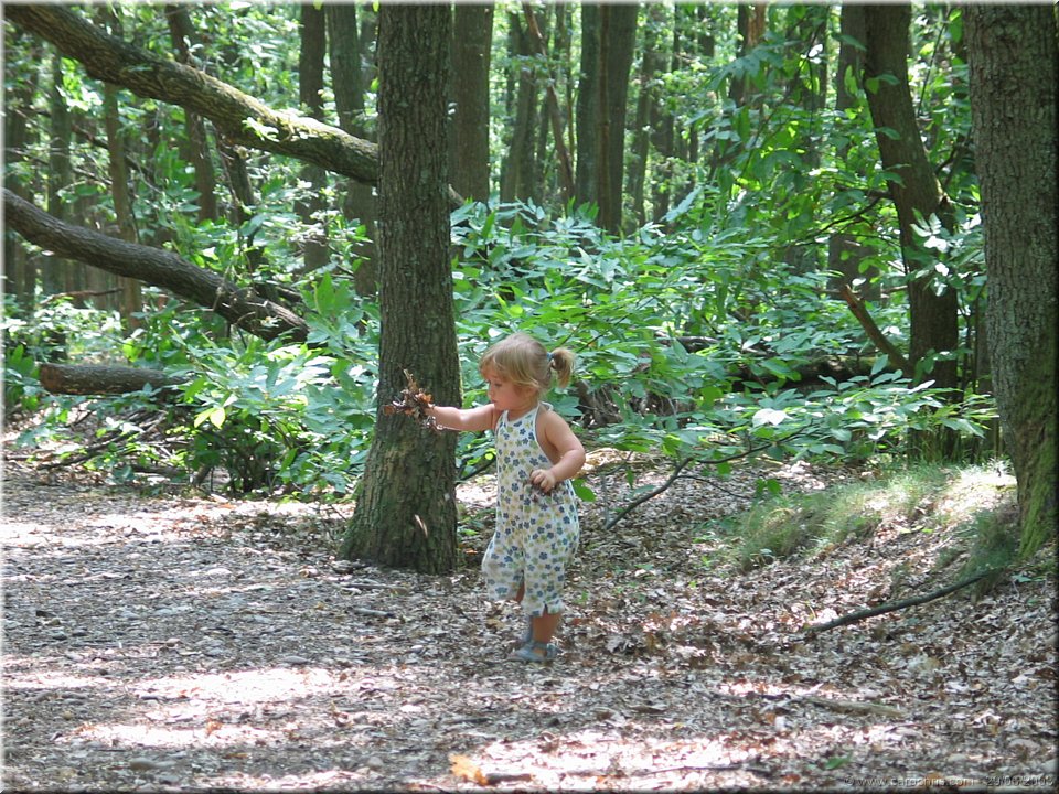 nettoyage de la foret.jpg