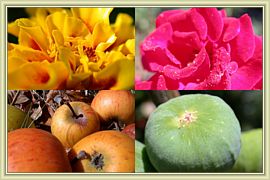 echantillons du jardin