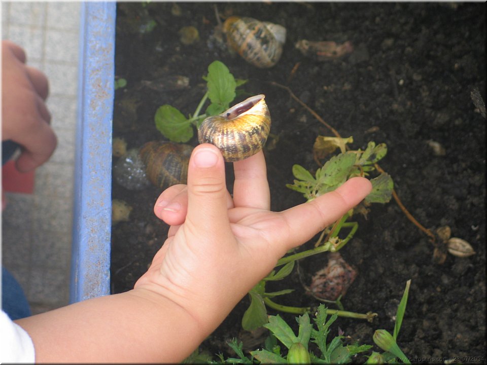 escargot de vendee.jpg