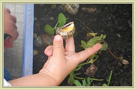 escargot de vendee