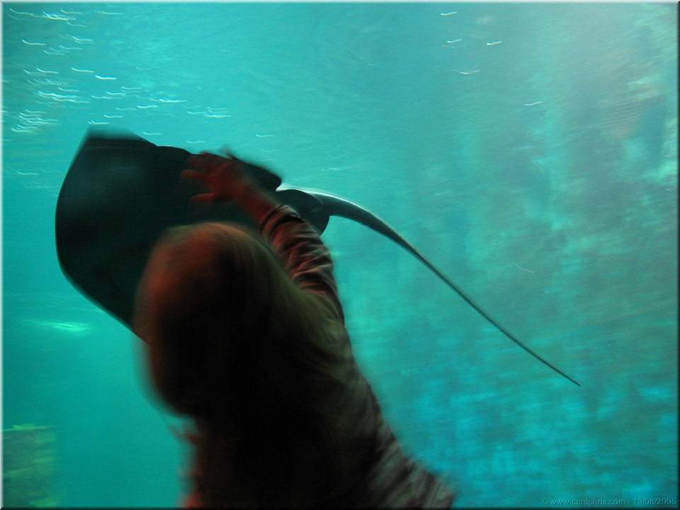 caresse aquatique.jpg