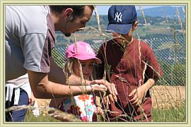 observation des sauterelles