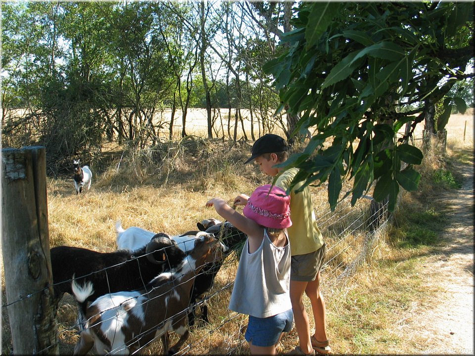 chevres gloutonnes.jpg