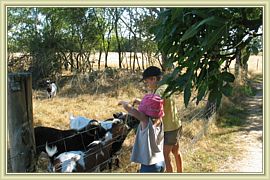 chevres gloutonnes