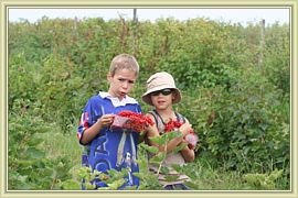 rapt sur les groseilles