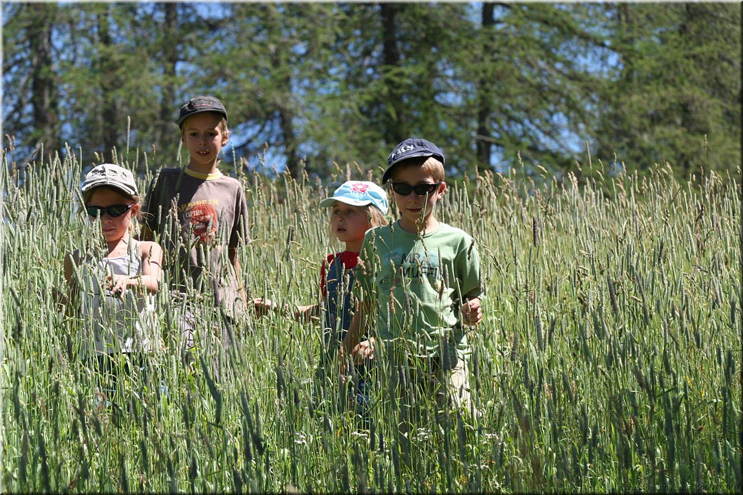 herbes sauvages.jpg