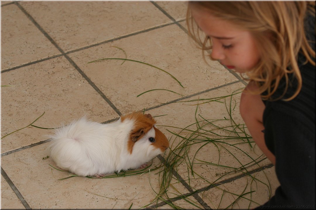 petit cochon.jpg