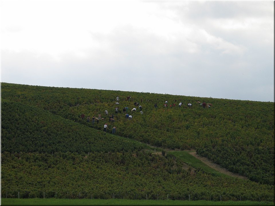 vendanges.jpg
