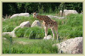 curieuse