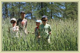 herbes sauvages