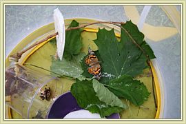 naissance des belles dames