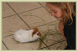 petit cochon