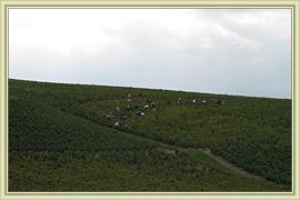 vendanges