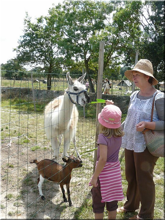 le lama.jpg