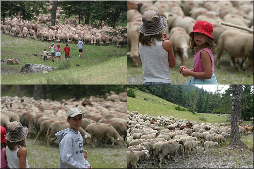 on suit les moutons.jpg