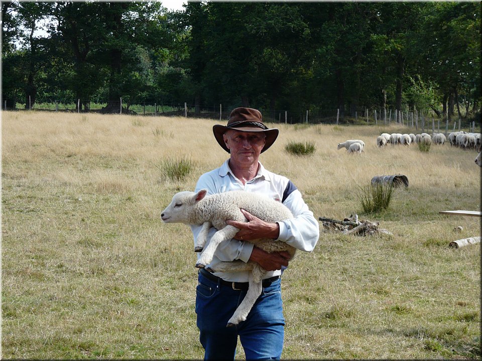 petit mouton blesse.jpg