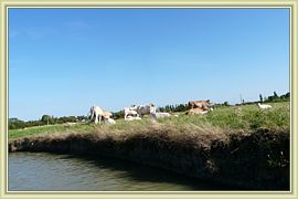 bords du marais