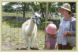 le lama