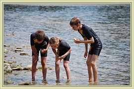 observer les petites betes