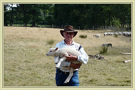 petit mouton blesse