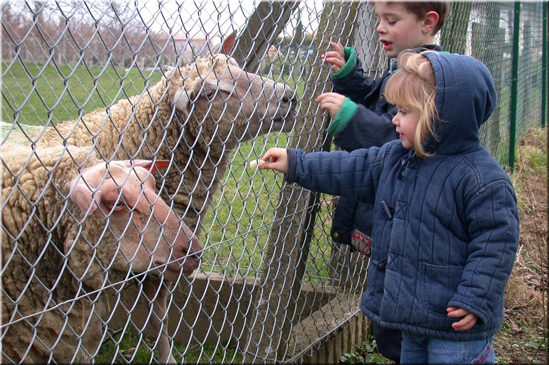 apprivoiser les moutons.jpg