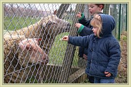 apprivoiser les moutons